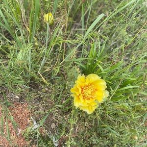 Meet your Posher, Macy